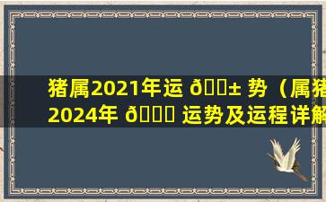 猪属2021年运 🐱 势（属猪2024年 🐈 运势及运程详解每月）